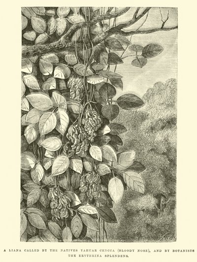 先住民のYahuar Cencca（血まみれの鼻）と植物学者のErythrina splendensから呼び出されたリアナ 作： Edouard Riou